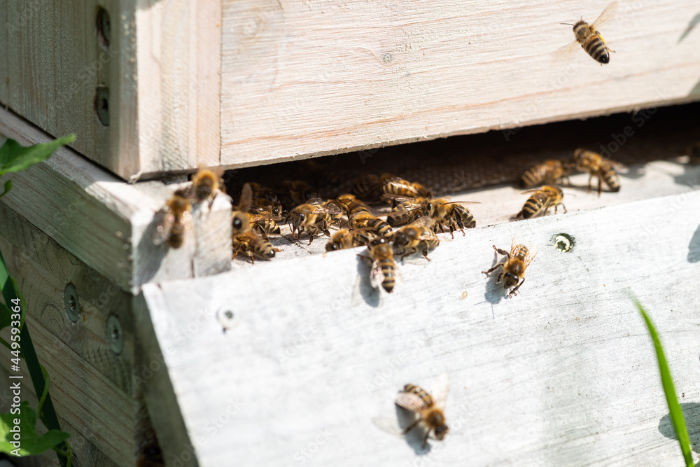 bienen bienenstock makro bienenvolk bienen bienenstock makro bienenvolk