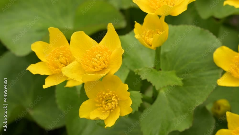 Bright yellow water flowers with green leaves moving in a light wind..
Bright yellow water flowers with green leaves moving in a light wind..