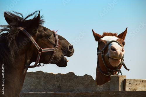 Two horses on a walk play, attacking each other