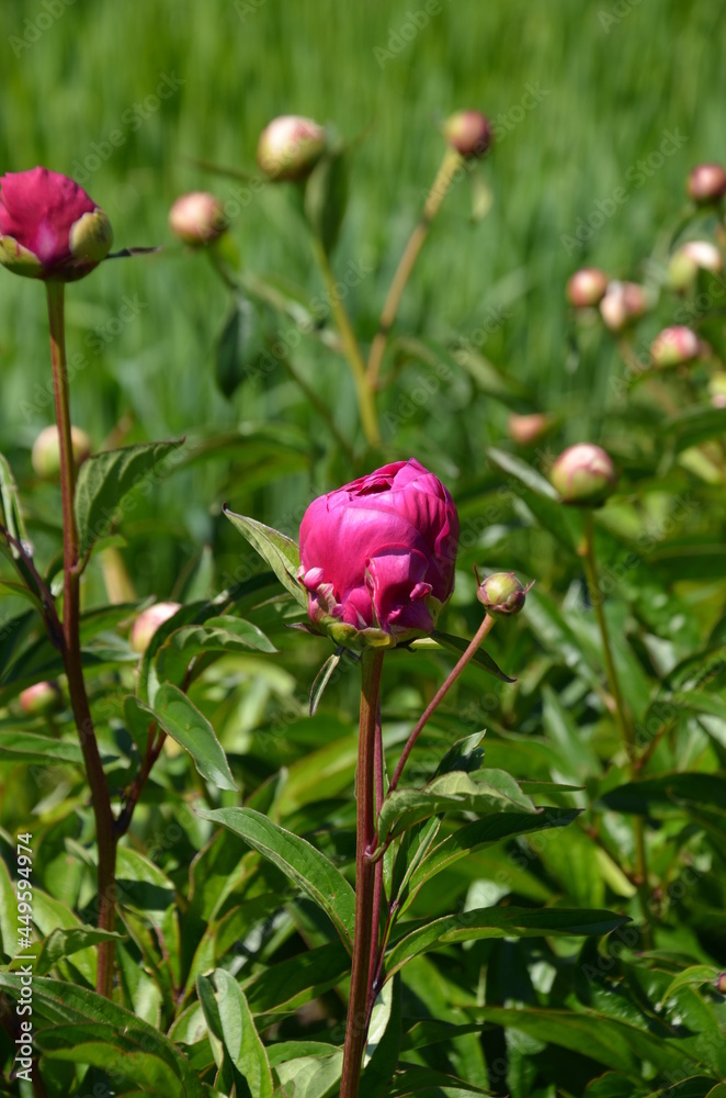 pink peony close-up, pink peony pink peony close-up, pink peony