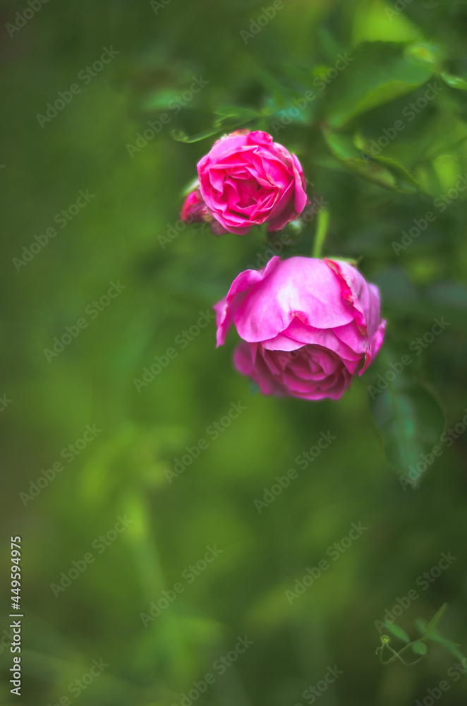 concept, garden and rosebush with pink roses, with blurred foreground