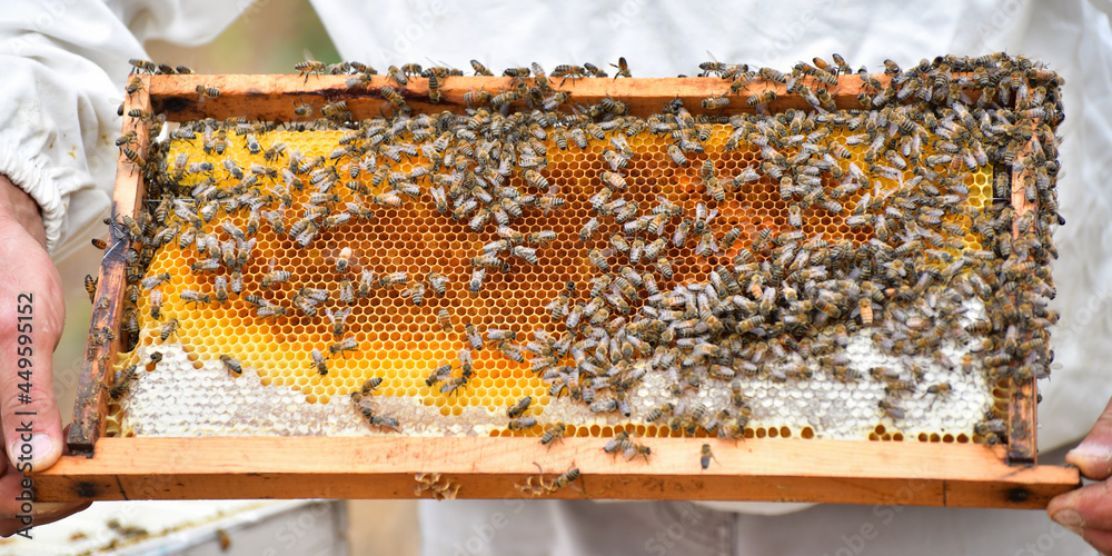 Honey Making Bees