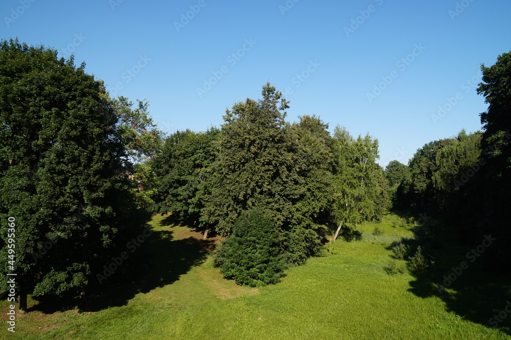 Obraz premium trees in the park