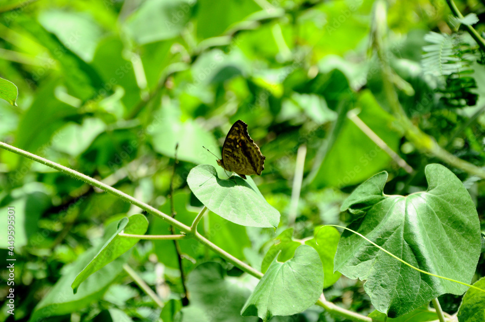 Butterfly on a green leaf.
This photo was taken in the Salem forest in Tamil Nadu.
Depth of focus on the butterfly. Butterfly on a green leaf.
This photo was taken in the Salem forest in Tamil Nadu.
Depth of focus on the butterfly.