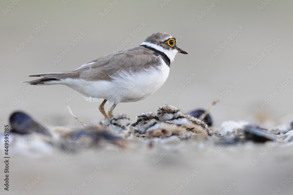 ittle ringed plover with his chick ittle ringed plover with his chick