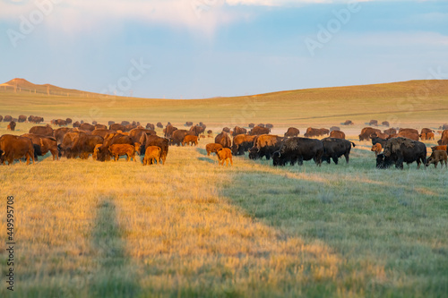 Buffalo in Wyoming © Jason