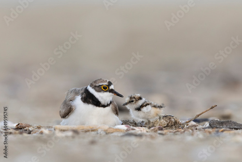 ittle ringed plover with his chick  photo