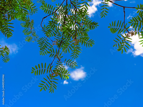 leaves on rowan branches against blue sky