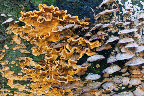 wood decay fungus on old stump