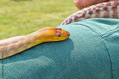 A Woma Python (Aspidites ramsayi) an endangered species which is endemic to Australia and is also known as Ramsay's python or the sand python, glides up its handler's arm. photo