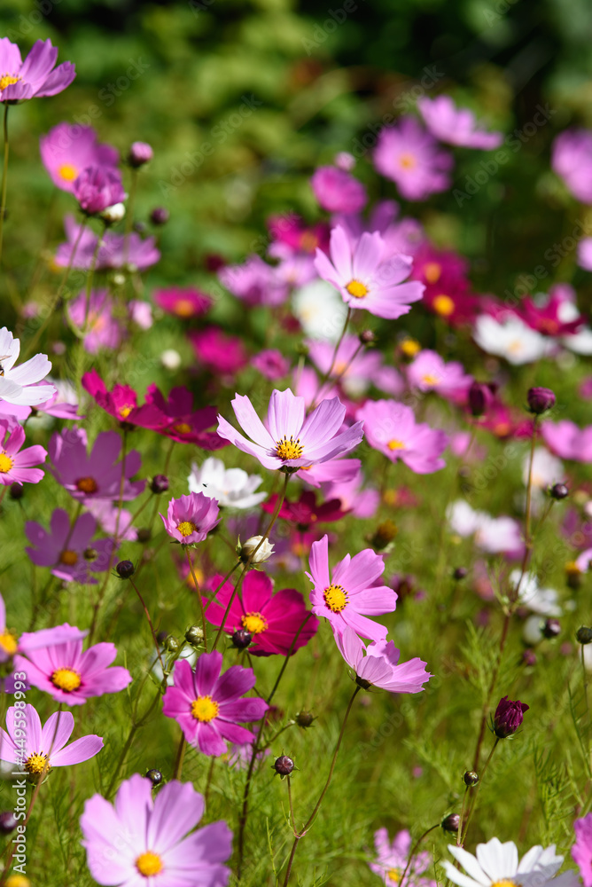 Cosmea flowers on flower bed Cosmea flowers on flower bed