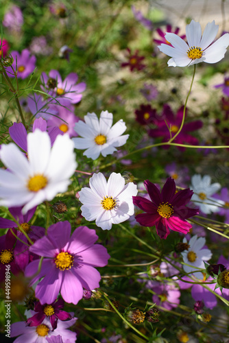Fototapeta Naklejka Na Ścianę i Meble -  Cosmea flowers on flower bed