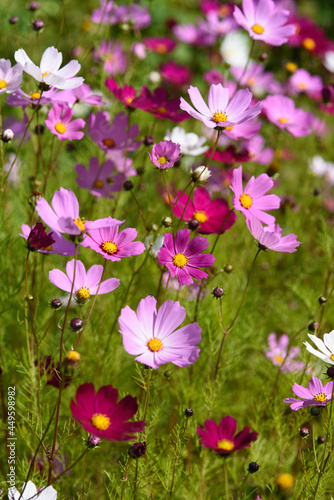 Cosmea flowers on flower bed