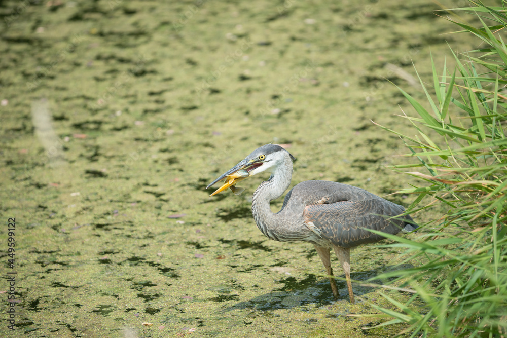 Naklejka premium caught! blue heron grips and crushes a pond fish in its bill as it wades through duckweed - side view