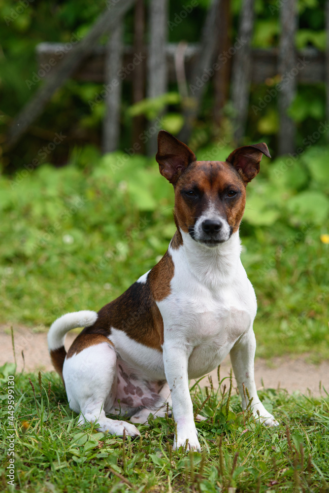 Jack Russell terriers portrait