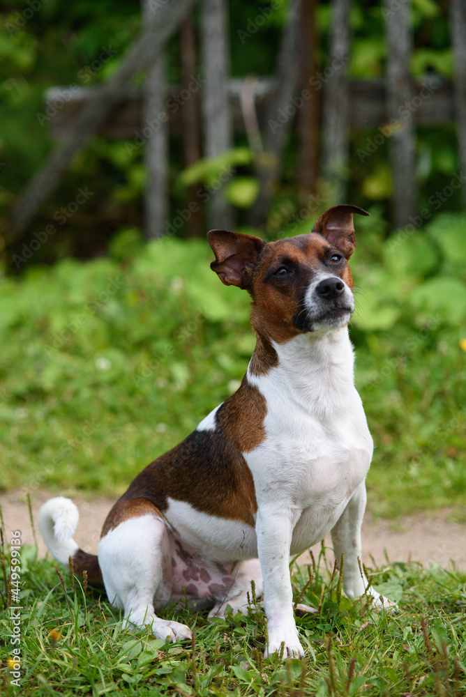 Jack Russell terriers portrait