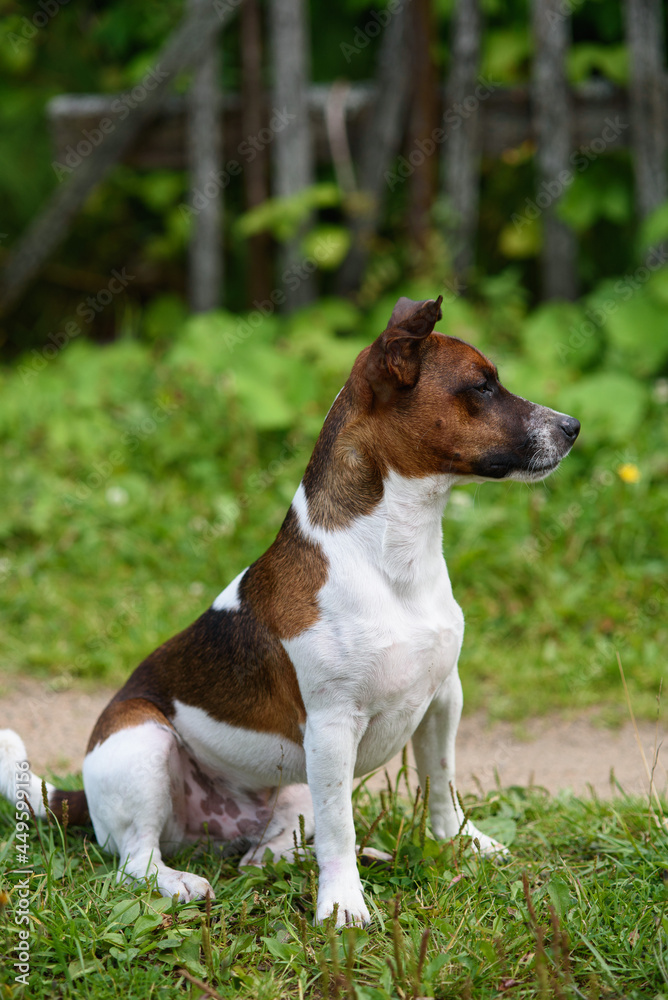 Jack Russell terriers portrait