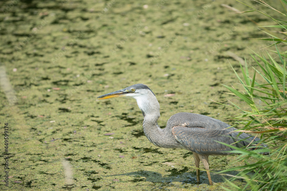 great blue heron (Ardea herodias) moments after swallowing its prey - notice the expanded throat great blue heron (Ardea herodias) moments after swallowing its prey - notice the expanded throat