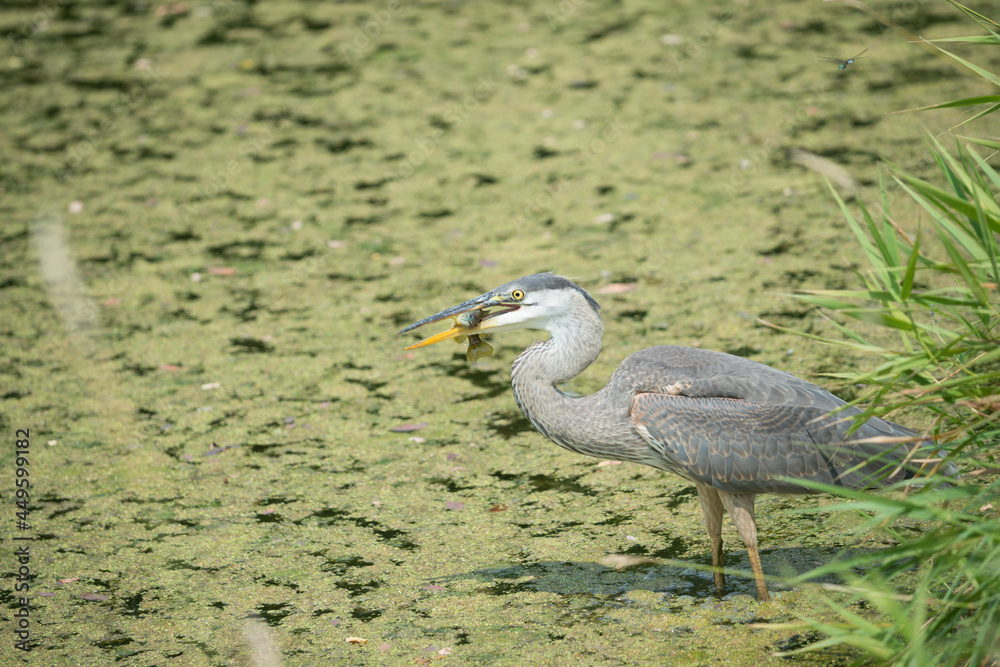 Naklejka premium great blue heron (Ardea herodias) with recent catch