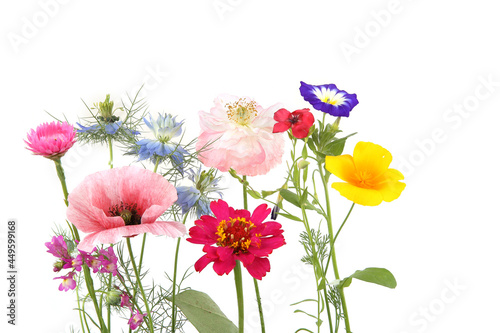 Flowering garden flowers isolated on white background. Studio shot of colorful different flowers.