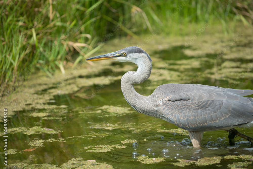 Fototapeta premium great blue heron (Ardea herodias) wades through pond waters in mid afternoon sun