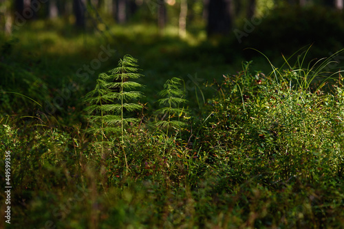 Фотография Close up of horsetail plant.