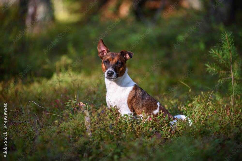 Jack Russell terrier in the forest.