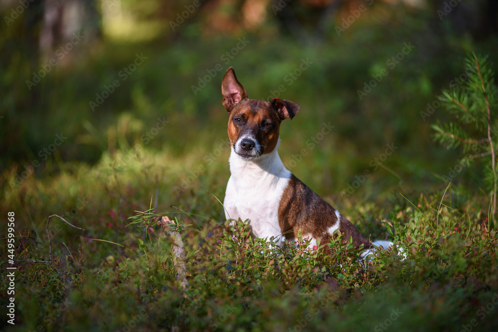 Jack Russell terrier in the forest.