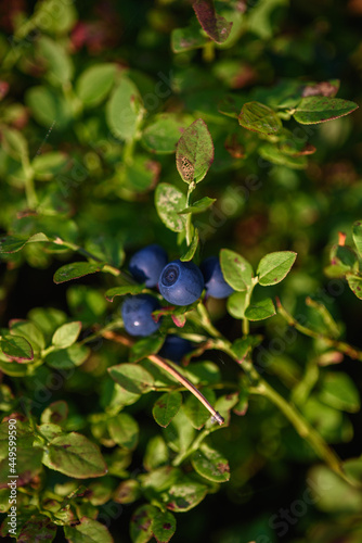 Close up of blueberry fruits