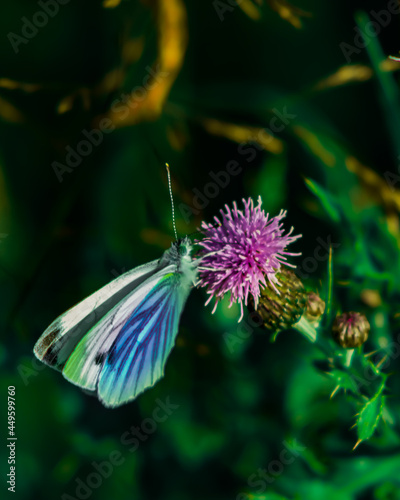 butterfly on flower © Maciej