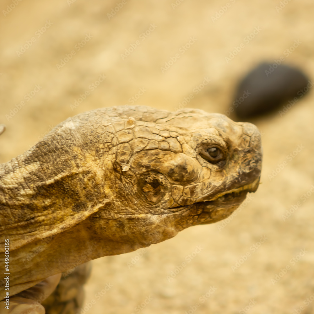 close up of a tortoise
