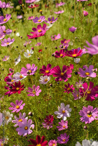 Cosmea flowers on flower bed