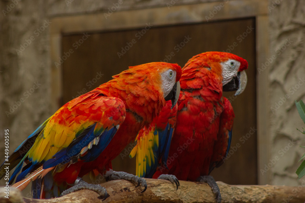 Obraz premium parrot