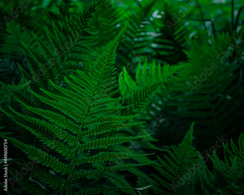 fern leaf background