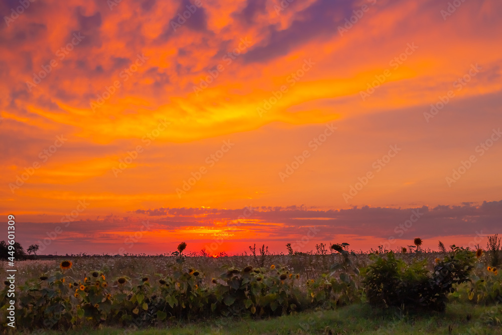 Bright rural evening landscape. Field with sunflowers at sunset. Defocused background.