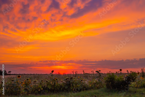 Bright rural evening landscape. Field with sunflowers at sunset. Defocused background.