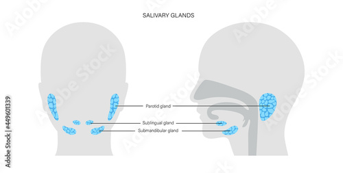 Salivary gland concept