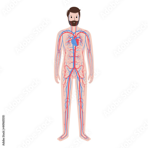 Human circulatory system