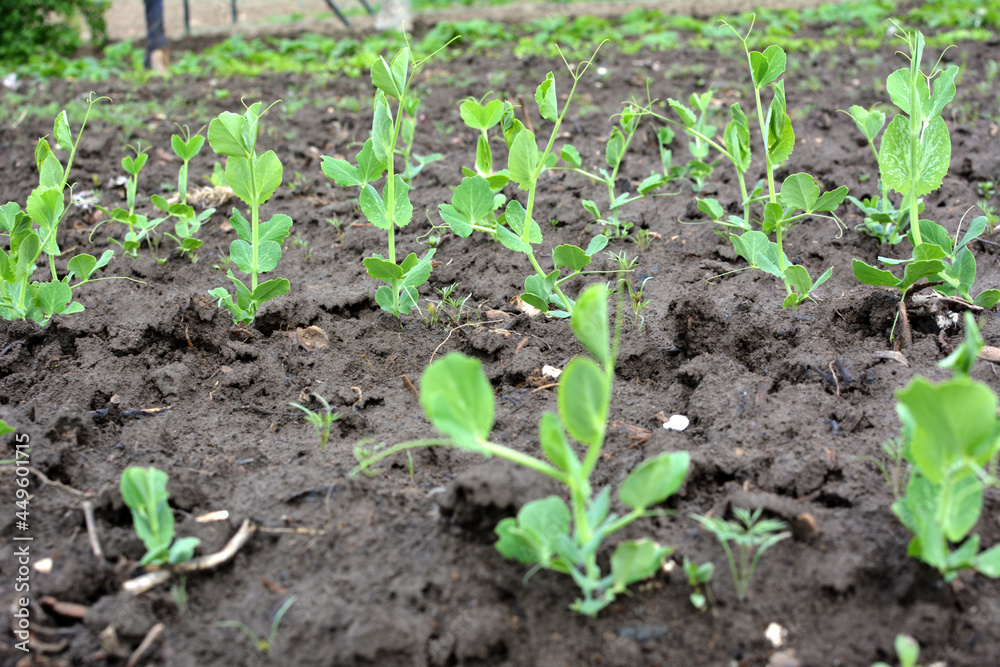 Pea sprouts growing in open organic soil Pea sprouts growing in open organic soil