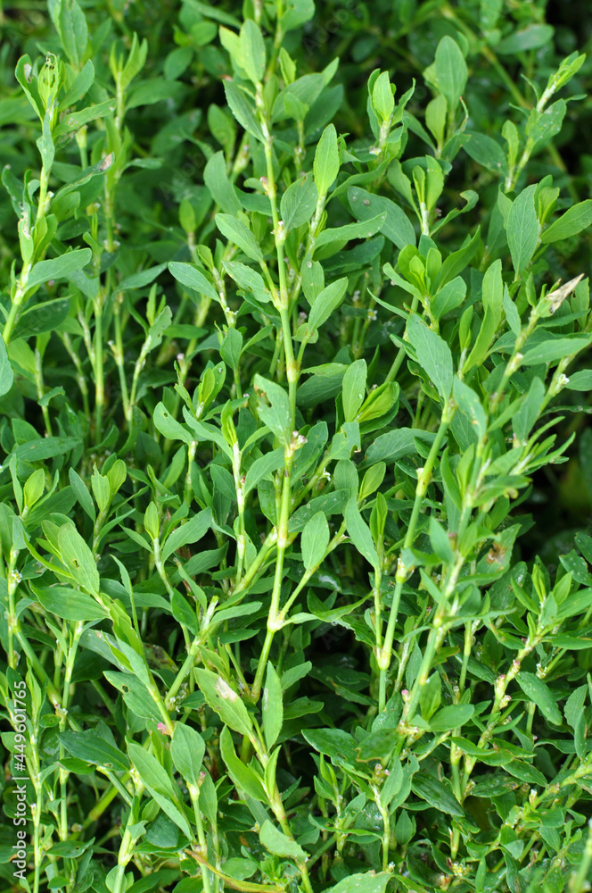 The grass Polygonum aviculare grows in nature