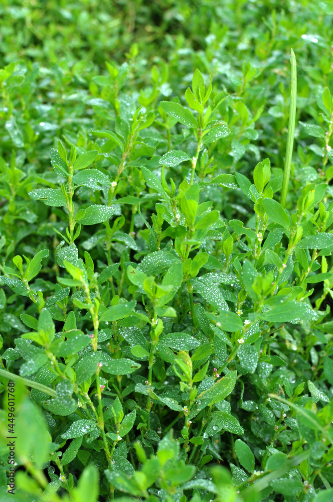 The grass Polygonum aviculare grows in nature The grass Polygonum aviculare grows in nature