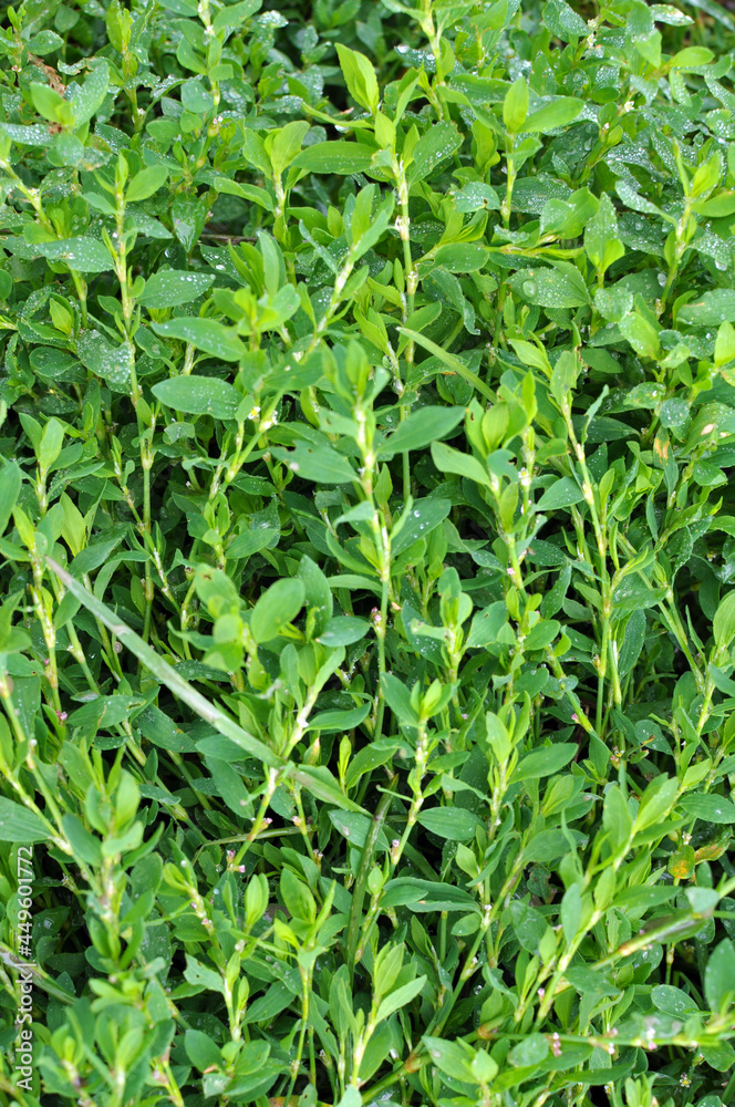 The grass Polygonum aviculare grows in nature The grass Polygonum aviculare grows in nature