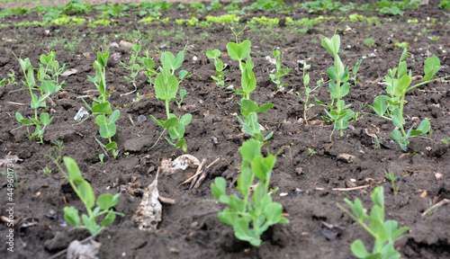 Pea sprouts growing in open organic soil