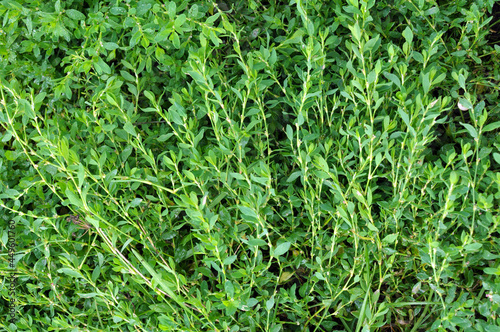 The grass Polygonum aviculare grows in nature