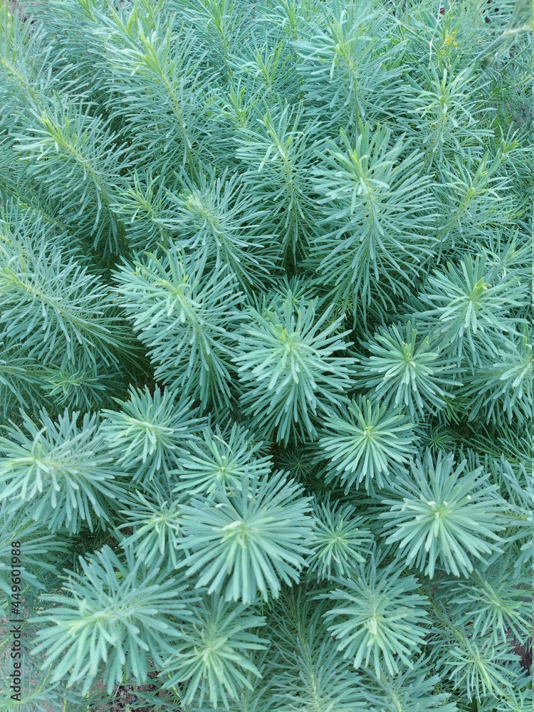 green needles green needles