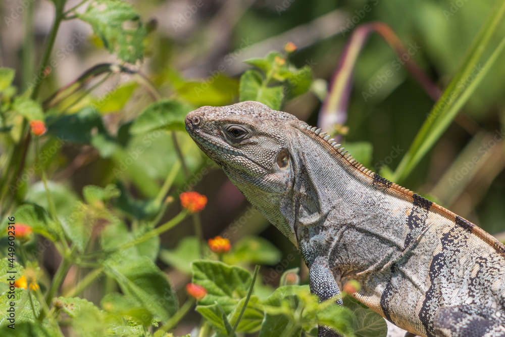 Primer plano de la iguana espinosa del golfo (Ctenosaura acanthura) entre hermosas flores