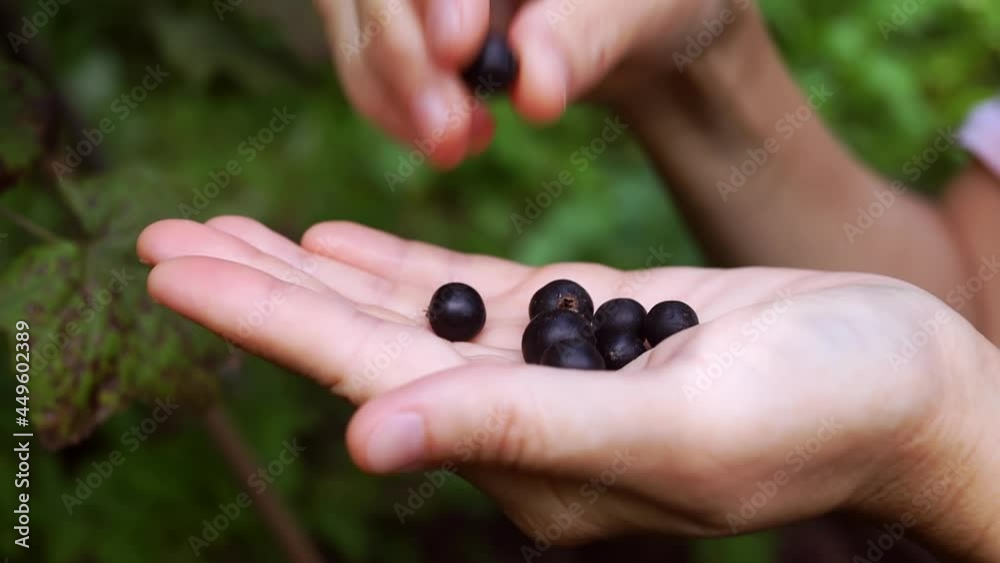 Picking black currant berries in the palm of your hand Picking black currant berries in the palm of your hand