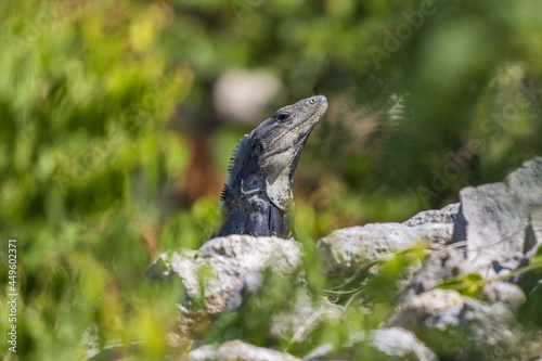 Primer plano de iguana rayada © Elehi