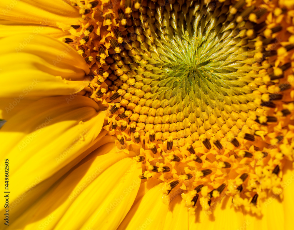 Closeup center of a Sunflower Closeup center of a Sunflower