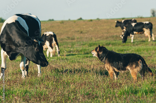 Pies pasterski pilnujący stada krów